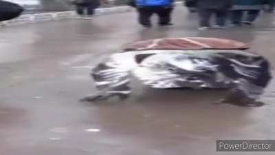 wide_turtul.mp4