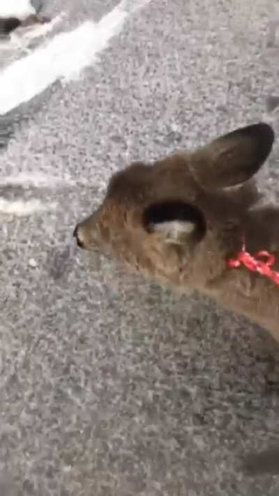 This kind man saving multiple deer that were stuck on a frozen lake.
