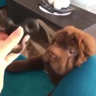aww