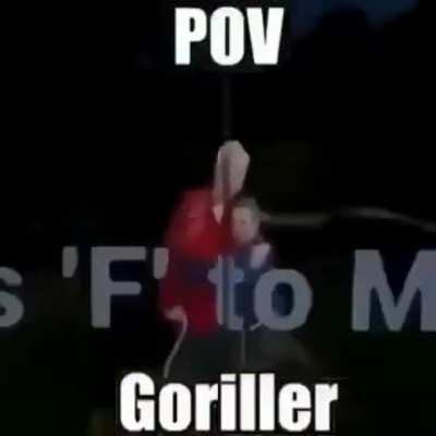 POV Gorilla