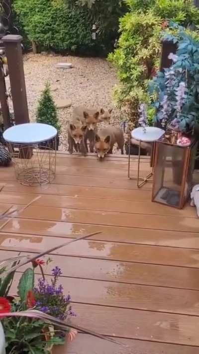 She feeds one hungry fox, he brings all his friends from the jungle..