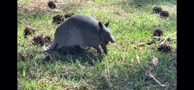 Armadillo love from the other post
