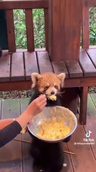 Big appetite for the little baby; littlepanda6487 on TikTok