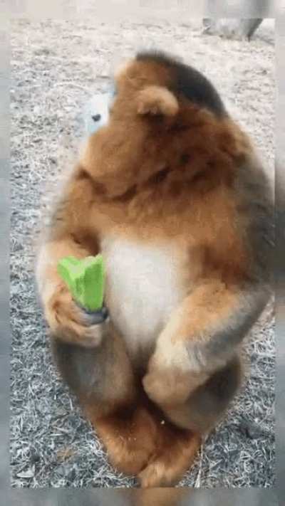 CHOMP