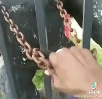 Crackhead saves harambe