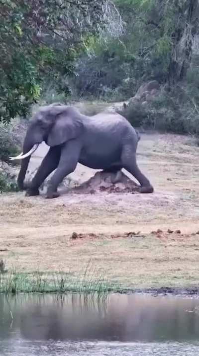 Bull elephant uses a termite mounds to bring relief from "an itch"