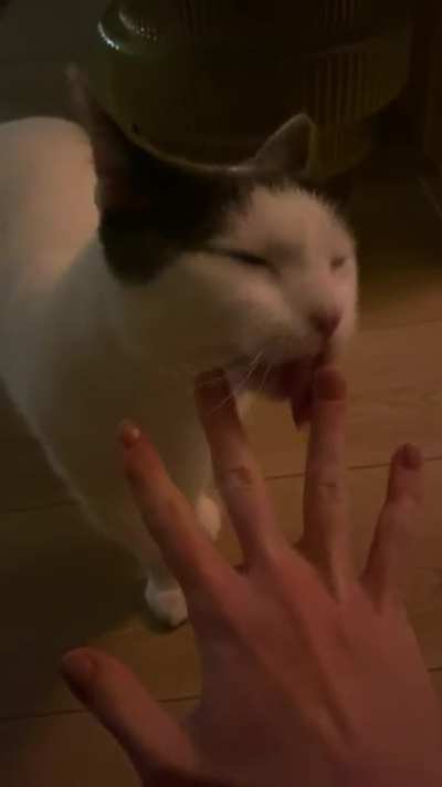 Our evening ritual of him cleaning my fingers after I&rsquo;ve used them to throw his (dry) food one by one through the room, for him to chase after and get tired more easily &amp;lt;3