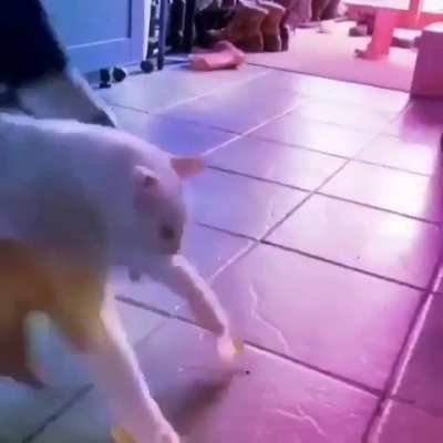 eu ri muito com esse v&iacute;deo, desculpa 😔✊🏻