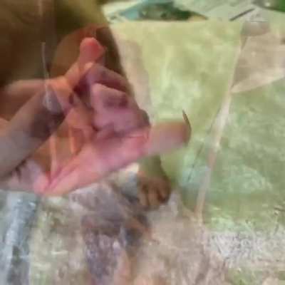We removed a fox tail from a puppy&rsquo;s eye and she was SO GRATEFUL!!!