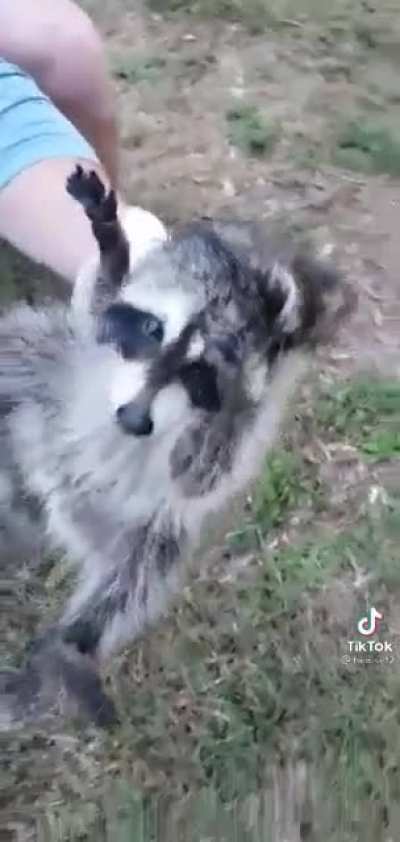 credit to @henise12 on tik tok