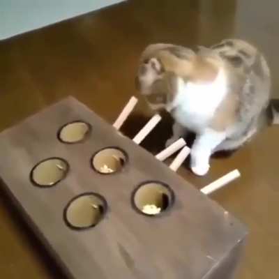 an elaborate catprank?