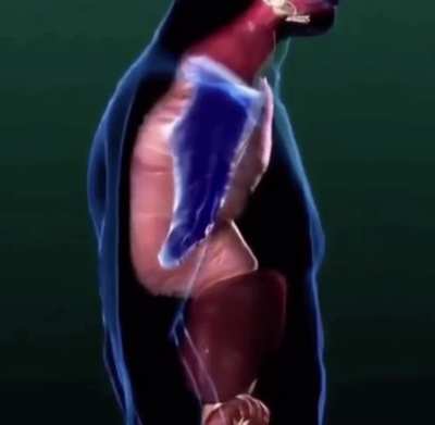 Thanks, I Hate This Animation