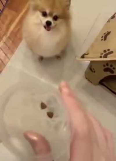 Doggo maddo