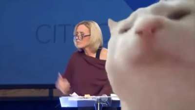 Cat vibing