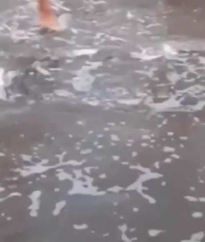 Santa Teresita: Turistas molestaban a un tiburoncito que apareció en la costa y una señora intervino y lo salvó