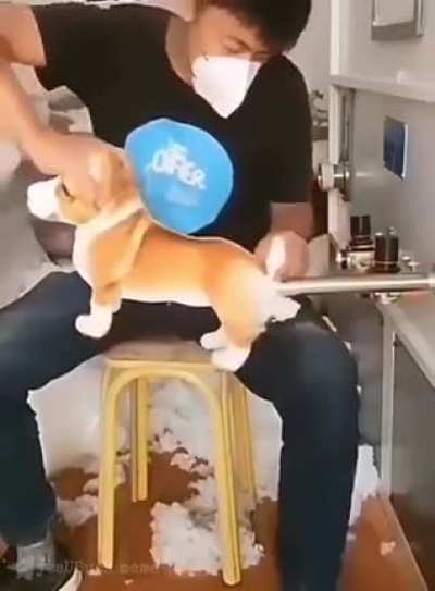 Poor dog
