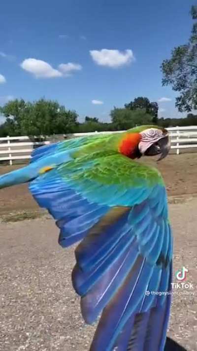 Driving next this this flying macaw
