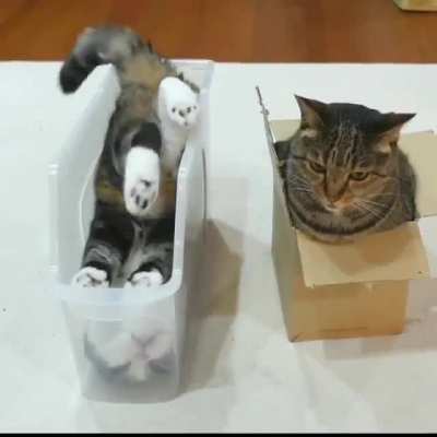 2 cats