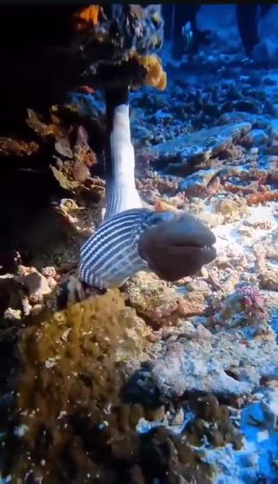 Sea snake swallowing a moray eel, tail first