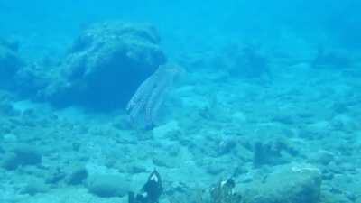 "That's my rock." Octopus. Depth 7 metres. Yakushima, Kagoshima, Japan. Nikon W300. Pardon my shaky hands and lack of red filter.