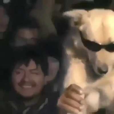 perro facha B)