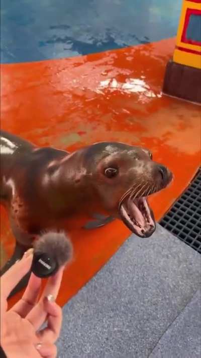 Behold... King Crimson's official sealion!!