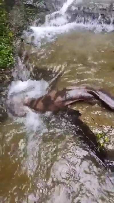 Giant salamanders