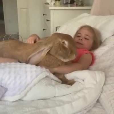 Big huge bunny cuddle time