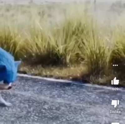Sonic fast