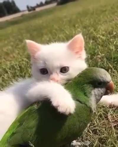 Eles s&atilde;o amiguinhos, chat