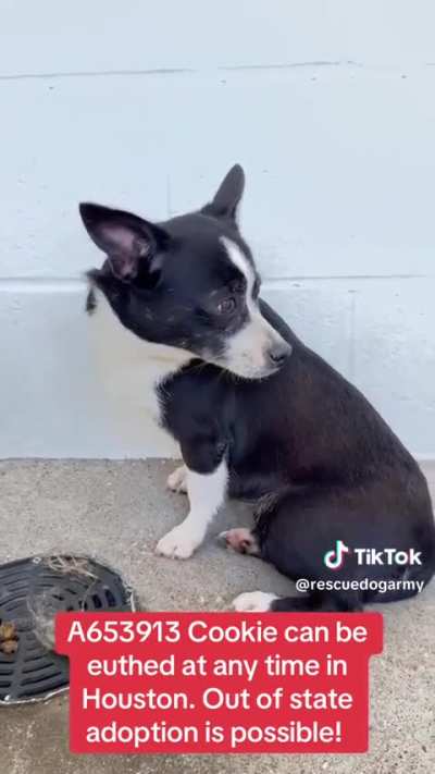 🚨A653913 Cookie can be euthed at any time in Houston. Out of state adoption is possible!