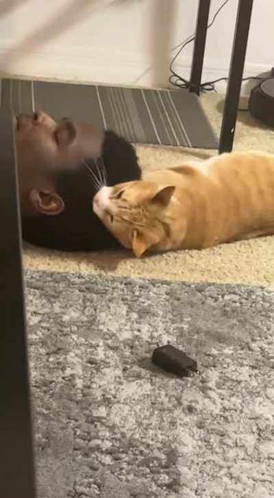 My roomates cat loves my best friend&rsquo;s hair