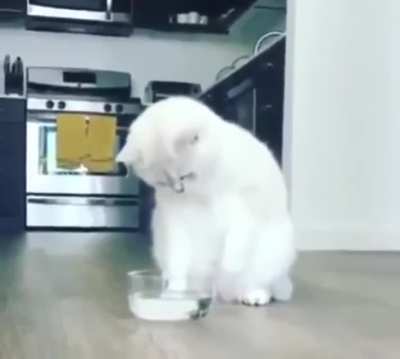 Кот и желатин