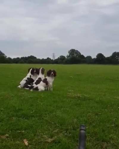 Dog Mortar.