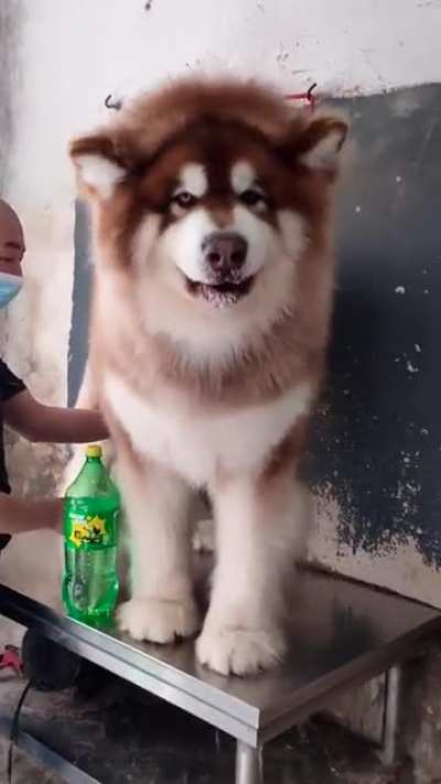 The Giant Alaskan Malamute is a selectively bred Malamute that exceeds 70 kg in weight &amp;amp; 70 cm of height, originally bred to pull heavy goods between cities throughout Alaska. They have been recorded to pull loads up to 500 kg.