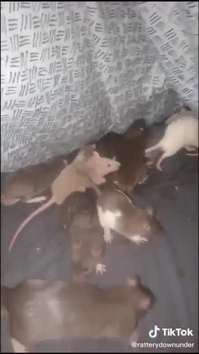 This dude&rsquo;s bed that he shares with his army of pet rats.