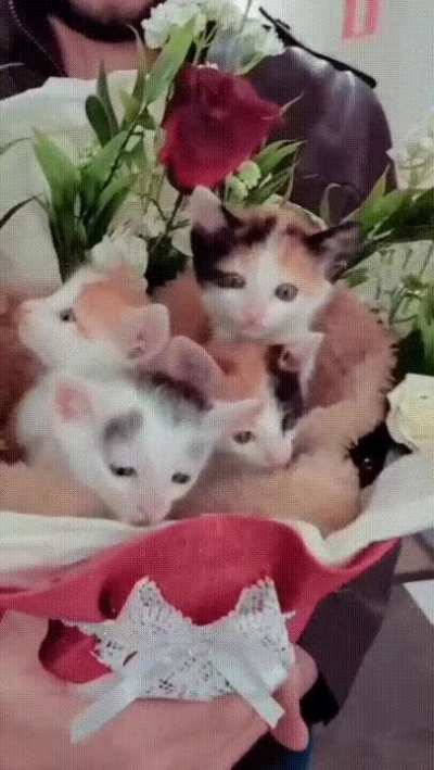 Cats working part-time in flower delivery 💕