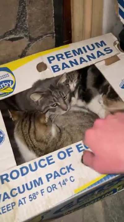 No pets. I SAID NO PETS.