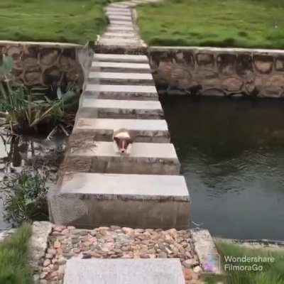 C'mon boy!