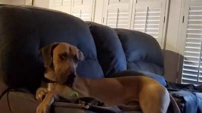Best dogs in the world