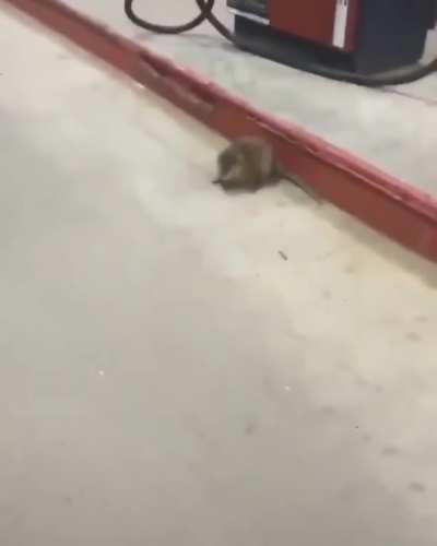 Are you a rat?