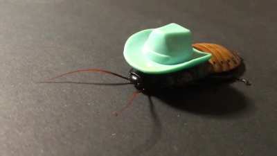 Take Me Home, Country Roach