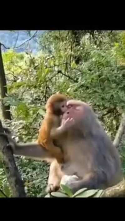 The language of a mother is universal 🐵❤️