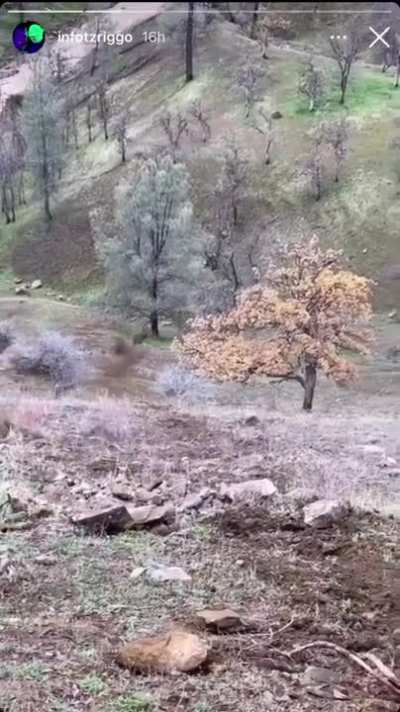 Big rock hits tree