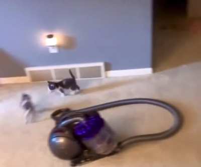 Born To Zoom