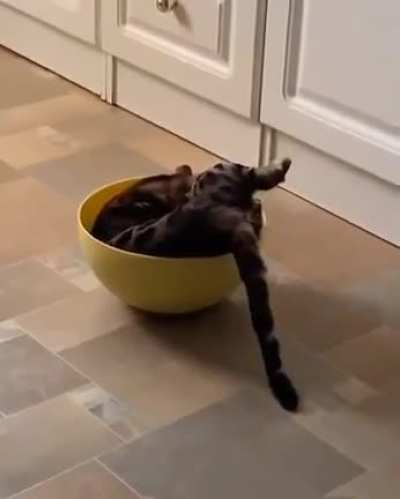Кошачьи будни