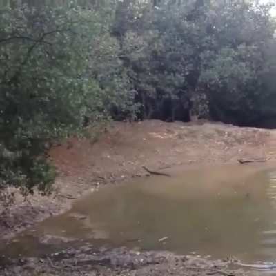 The boar leaves the chase