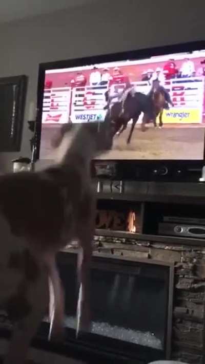 Ready for the Rodeo