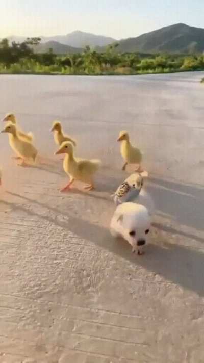 The best parade ever.