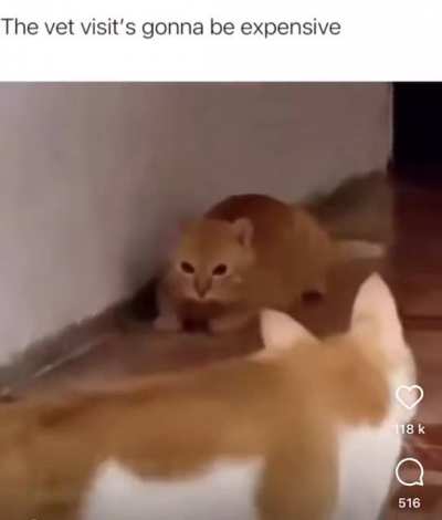 Cat ate a LED bulb
